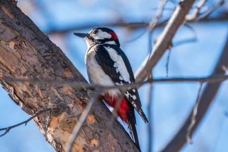 Little woodpecker sits on a tree trunk. A woodpecker obtains food on a large tree in spring. The...