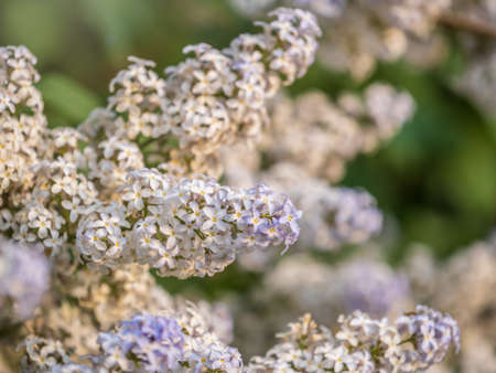 White Blooming Lilac Flowers in spring. Branches with spring lilac flowersの写真素材