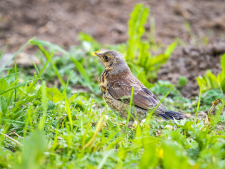 Wood bird Fieldfare on a spring lawn. Fieldfare, Turdus pilaris. Close-up of foraging parent animal...
