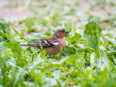 The common finch, Fringilla coelebs, sits on the ground in spring. Beautiful forest bird Common chaffinch in wildlife. The common chaffinch or simply the chaffinch, latin name Fringilla coelebs.の写真素材