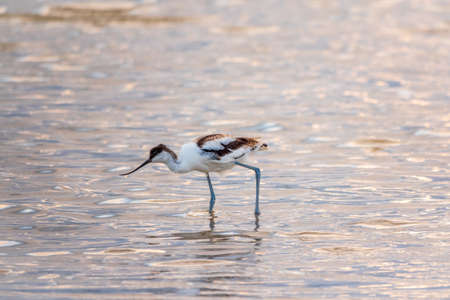 Water bird pied avocet, Recurvirostra avosetta, feeding in the lake. The pied avocet is a large black and white wader with long, upturned beak and long, bluish legsの写真素材