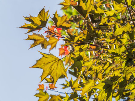 Tree branch with dark red leaves, Acer platanoides, the Norway maple Crimson King. Red Maple...