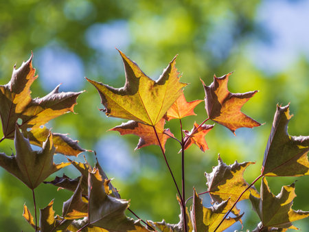 Tree branch with dark red leaves, Acer platanoides, the Norway maple Crimson King. Red Maple...
