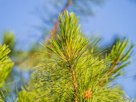 Cedar branches with long fluffy needles with a beautiful blurry background. Pinus sibirica, or Siberian pine. Pine branch with fresh shoots and long and thin needles.の写真素材