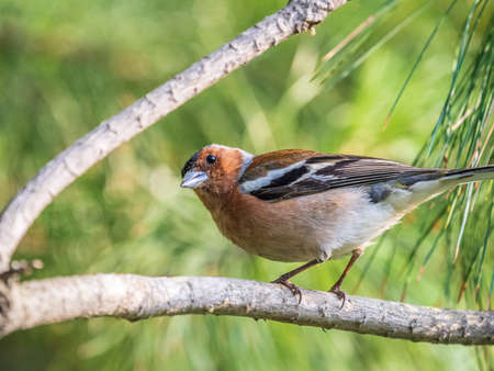 Common chaffinch sits on a branch in spring on green background. Beautiful songbird Common chaffinch in wildlife. The common chaffinch or simply the chaffinch, latin name Fringilla coelebs.の写真素材