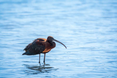 The glossy ibis, latin name Plegadis falcinellus, searching for food in the shallow lagoon. A brown ibis stands in the water on the shore of the lake.の写真素材