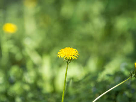 Field of yellow dandelions. Summer field of dandelions. Taraxacum officinale, the common dandelionの写真素材
