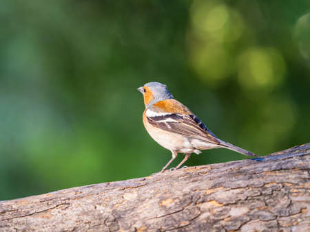 Common chaffinch sits on a tree. Beautiful songbird Common chaffinch in wildlife. The common chaffinch or simply the chaffinch, latin name Fringilla coelebs.の写真素材
