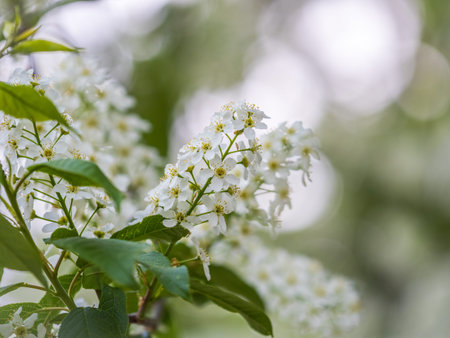 White flowers blooming bird cherry. Bird Cherry Tree in Blossom. Close-up of a Flowering Prunus...