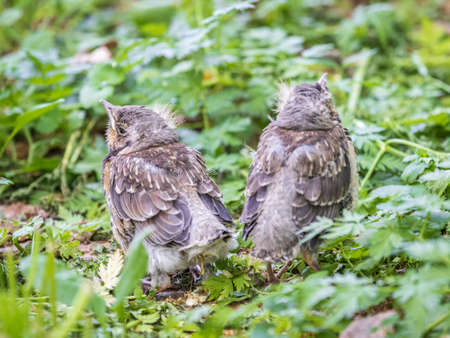 Two fieldfare chicks, Turdus pilaris, have left the nest and are sitting on the spring lawn. Fieldfare chicks sit on the ground and wait for food from his parents.. Wildlife scene from spring forest.の写真素材