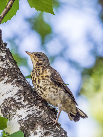 A fieldfare chick, Turdus pilaris, has left the nest and is sitting on a branch. A chick of...
