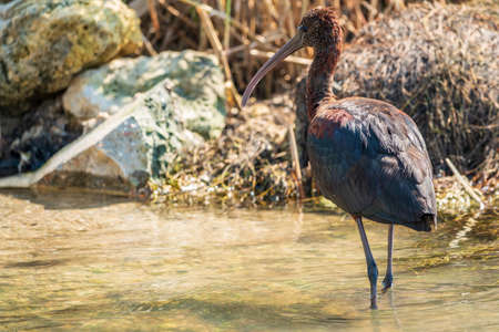 The glossy ibis, latin name Plegadis falcinellus, searching for food in the shallow lagoon. A brown ibis stands in the water on the shore of the lake.の写真素材