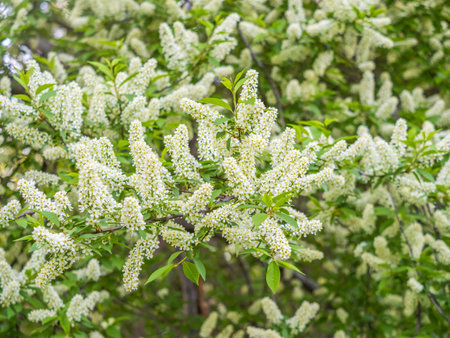 White flowers blooming bird cherry. Bird Cherry Tree in Blossom. Close-up of a Flowering Prunus...