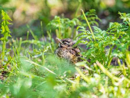 A Redwing chick, Turdus iliacus, has left the nest and sitting on the spring lawn. A Redwing chick sits on the ground and waits for food from its parents. Wildlife scene from spring forest.の写真素材