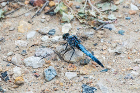 Closeup of a blue male Southern skimmer dragonfly, Orthetrum brunneum sitting on a stone. Male blue dragonfly the southern skimmer, Orthetrum brunneum,perched on a stone step.の写真素材