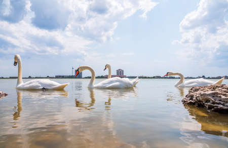 A large flock of graceful white swans swims in the lake., Swans in the wild. The mute swan, latin name Cygnus olor.の写真素材