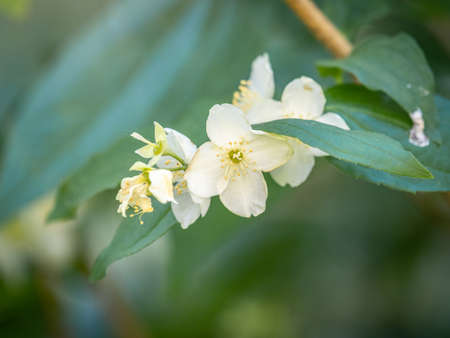 Mock Orange Philadelphus coronarius shrub flowering in spring. Beautiful natural background of blooming greenery. natural beauty of natureの写真素材