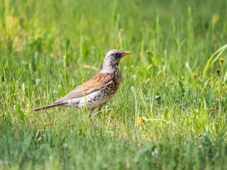 Wood bird Fieldfare on a spring lawn. Fieldfare, Turdus pilaris. Close-up of foraging parent animal collecting food.の写真素材
