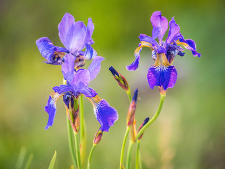 Beautiful blue flowers of Siberian iris in spring garden. Iris sibirica blooming in the meadow. The coloful Siberian Iris a perennial plant with purple-blue flowers with a paler whitish or yellowish centre. isolated on green.の写真素材