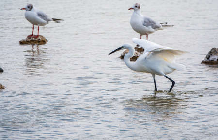 The small white heron or Little egret stands in the lake. Small White Heron, lat. Egretta garzetta, looking at fish in shallow waterの写真素材