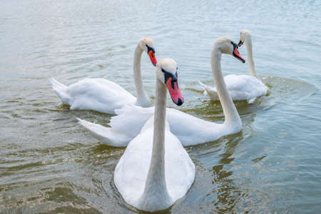 A large flock of graceful white swans swims in the lake., Swans in the wild. The mute swan, latin name Cygnus olor.の写真素材