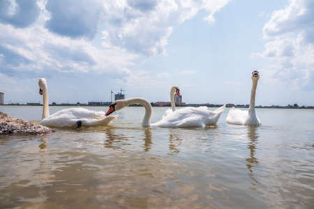 A large flock of graceful white swans swims in the lake., Swans in the wild. The mute swan, latin name Cygnus olor.の写真素材