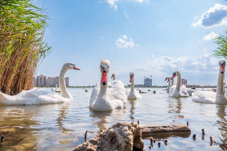 A large flock of graceful white swans swims in the lake., Swans in the wild. The mute swan, latin name Cygnus olor.の写真素材