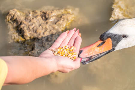 Girl feeding a mute swan in a lake from hand. Mute swan near the lake shore. Birds are not afraid of peopleの写真素材