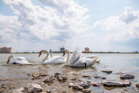 A large flock of graceful white swans swims in the lake., Swans in the wild. The mute swan, latin name Cygnus olor.の写真素材