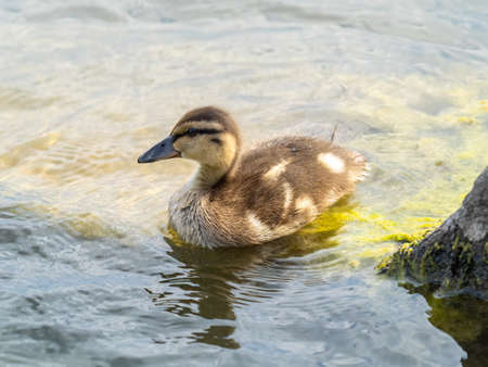 Cute little duckling swimming alone in a lake or river with calm water. agriculture, farming. happy duck. cute and humorの写真素材