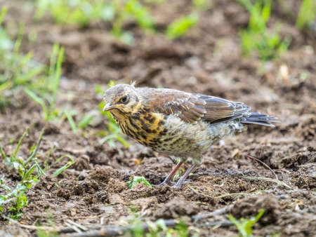 A fieldfare chick, Turdus pilaris, has left the nest and sitting on the spring lawn. A fieldfare chick sits on the ground and waits for food from its parents. Wildlife scene from spring forest.の写真素材