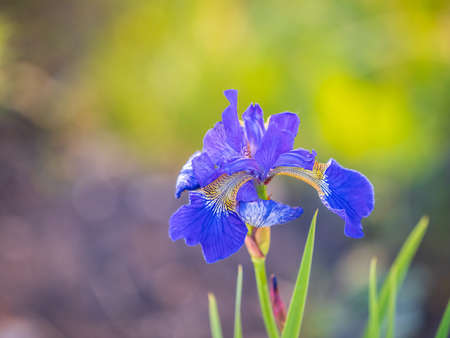 Beautiful blue flowers of Siberian iris in spring garden. Iris sibirica blooming in the meadow. The coloful Siberian Iris a perennial plant with purple-blue flowers with a paler whitish or yellowish centre. isolated on green.の写真素材