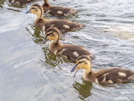 Cute little duckling swimming alone in a lake or river with calm water. agriculture, farming. happy duck. cute and humorの写真素材