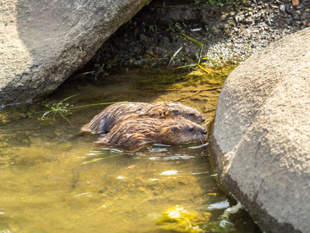 Two Wild animals, Muskrat, Ondatra zibethicuseats, eats on the river bank. Muskrat, Ondatra...