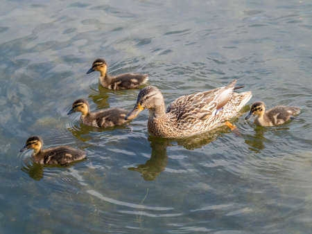 A family of ducks, a duck and its little ducklings are swimming in the water. The duck takes care of its newborn ducklings. Ducklings are all included. Mallard, lat. Anas platyrhynchosの写真素材