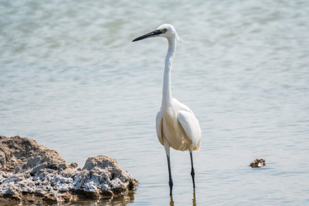 The small white heron or Little egret stands in the lake. Small White Heron, lat. Egretta garzetta, looking at fish in shallow waterの写真素材