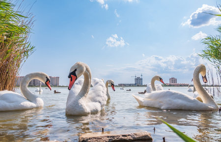 A large flock of graceful white swans swims in the lake., Swans in the wild. The mute swan, latin name Cygnus olor.の写真素材