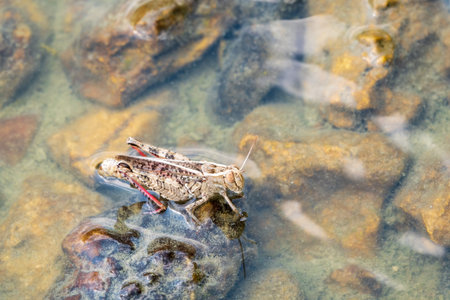 A large brown migratory locust, Locusta migratoria, fell into the water on a Sunny summer day. The...