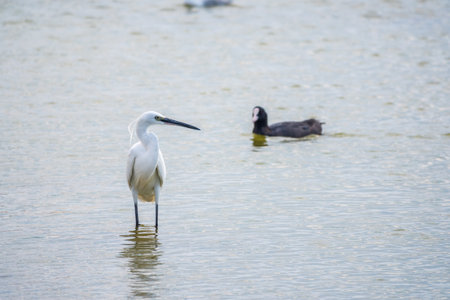The small white heron or Little egret stands in the lake. Small White Heron, lat. Egretta garzetta, looking at fish in shallow waterの写真素材