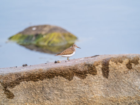 Common sandpiper, Actitis hypoleucos, resting lake shore under raindrops. The common sandpiper, Actitis hypoleucos, is a small Palearctic waderの写真素材