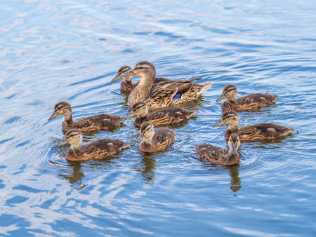 A family of ducks, a duck and its little ducklings are swimming in the water. The duck takes care of its newborn ducklings. Ducklings are all included. Mallard, lat. Anas platyrhynchosの写真素材