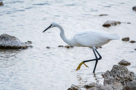 The small white heron or Little egret stands in the lake. Small White Heron, lat. Egretta garzetta, looking at fish in shallow waterの写真素材