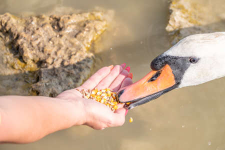 Girl feeding a mute swan in a lake from hand. Mute swan near the lake shore. Birds are not afraid of peopleの写真素材