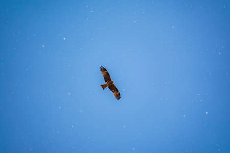 The bird of prey Black Kite flying in blue Sky in winter snowfall. The black kite, Milvus migrans, is a medium-sized bird of prey.の写真素材