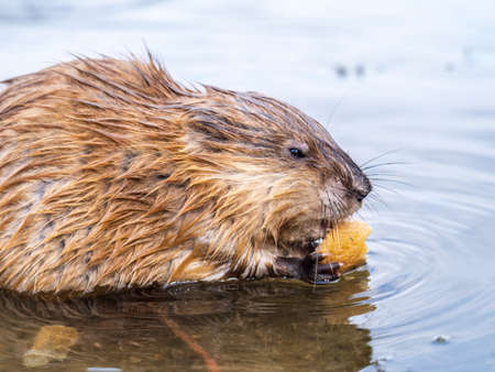 Wild animal Muskrat, Ondatra zibethicuseats, eats on the river bank. Muskrat, Ondatra zibethicus, water rodent in natural habitat.の写真素材