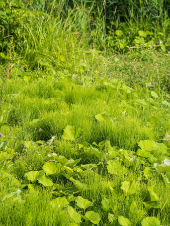 Green meadow with grass. Spring or summer green grass background. natural background