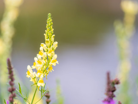 Linaria vulgaris common toadflax yellow wild flowers flowering on the meadow, small plants in bloom...