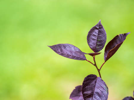 Bush with Red leaves in the sunset light. red leaf backgroundの写真素材