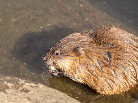Wild animal Muskrat, Ondatra zibethicuseats, eats on the river bank. Muskrat, Ondatra zibethicus,...