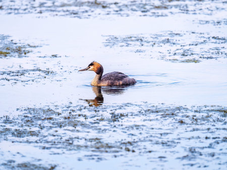 The waterfowl bird Great Crested Grebe swimming in the calm lake. The great crested grebe, Podiceps...